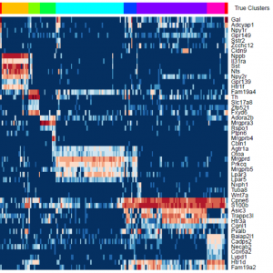 A heatmap showing gene expression data, with the Y-axis listing various genes on the right side. The color gradient ranges from deep blue to red, indicating levels of expression. At the top, a color-coded bar categorizes the data into 'True Clusters,' with different colors representing different clusters. The arrangement of colored rectangles suggests patterns of gene co-expression across the dataset