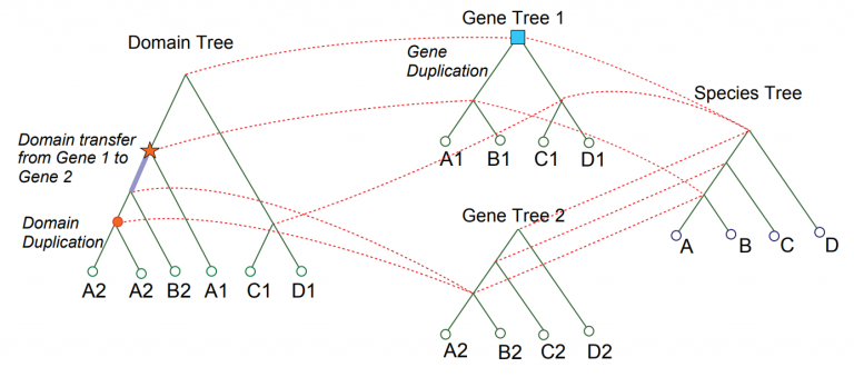 Gene Diagram